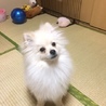 ちびたこ0818