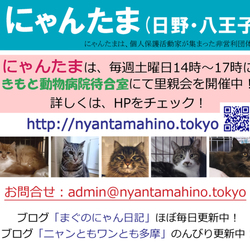 にゃんたま日野里親会