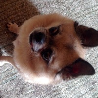 ポテト
