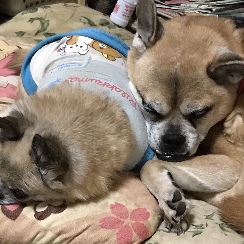 ハッチのカバー写真