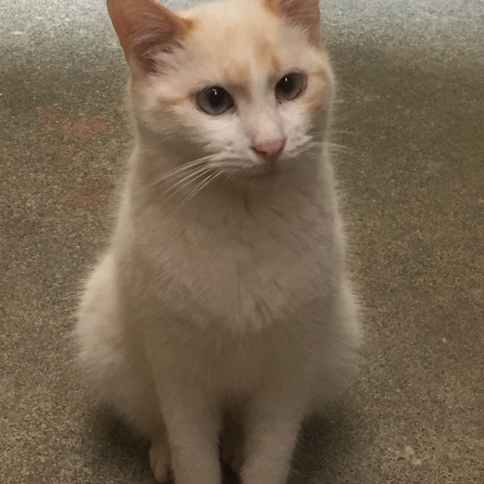 ポポちゃんのカバー写真