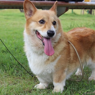 コーギーを大事に育ててくれる方募集