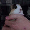 モルモットのキャサリンちゃん