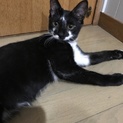 甘えん坊 黒白猫