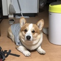 新しい家族を探しています
