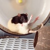 センムちゃん