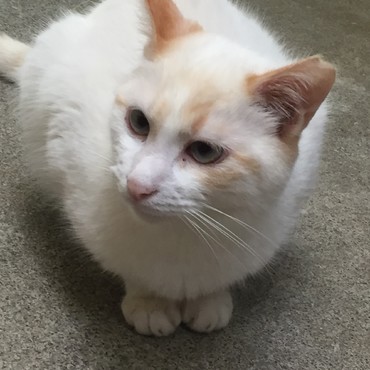 ポポちゃんの写真