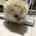 急募！ハリネズミオス、5月で3歳