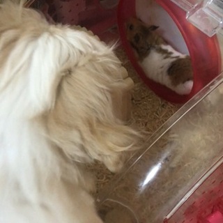 やんちゃなゴールデンハムスター2歳くらい