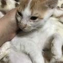 あったか家族募集中