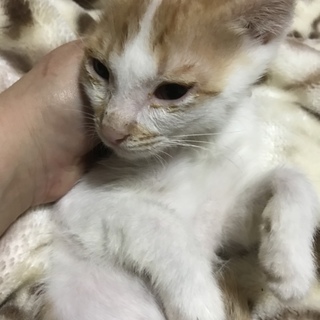 あったか家族募集中