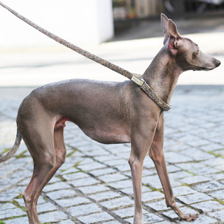 美しいイタグレ（兄）