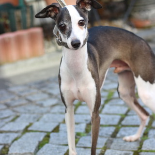 天真爛漫なイタグレ（弟）