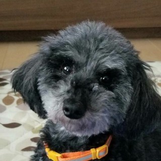 プードルmixの女の子エリザベスちゃん