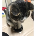 クールなオス猫♡里親募集！