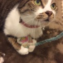 里親募集