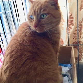 丸顔、丸い体系、癒し系のチャッピーちゃん。