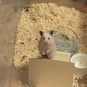 1月20日生まれ ハムスター里親募集中