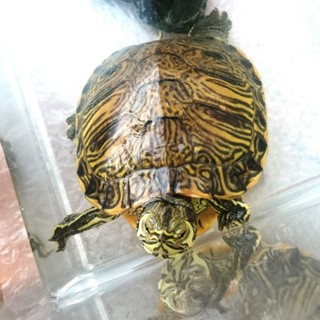 キバラガメの里親募集