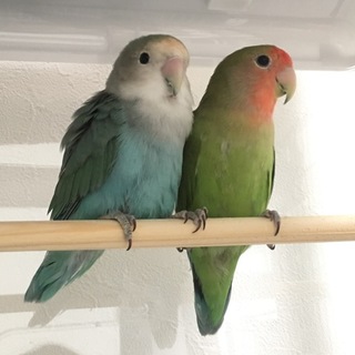 コザクラインコ2羽。里親決定しました。