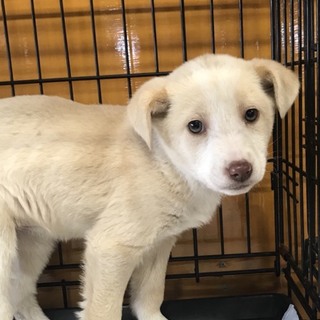 ♡１１８  里親さん募集です(^^)