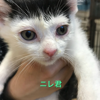 黒白生後2ヶ月の子猫達 オス4匹