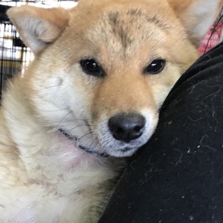 ☆１３２  里親さん募集です(^^)