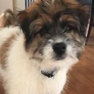 テリア系の雰囲気の白茶の子犬 の 男の子