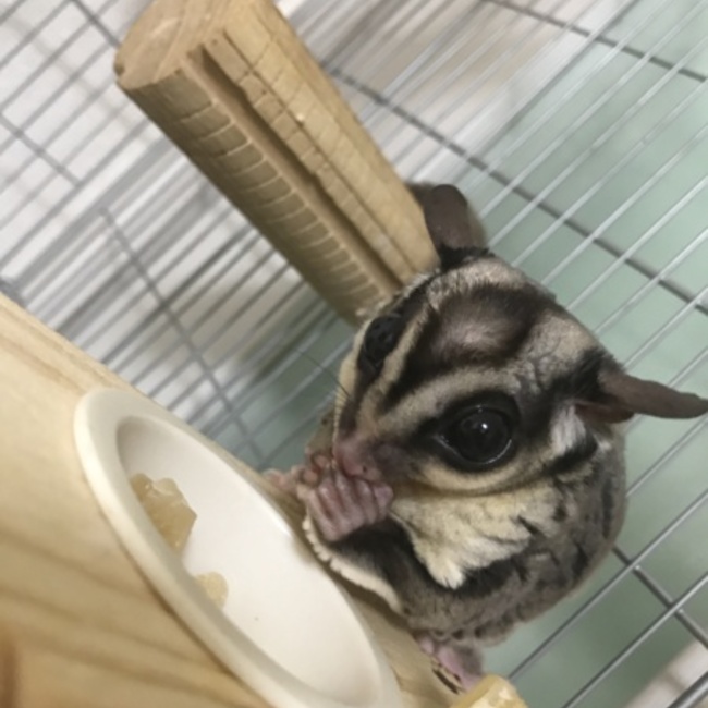 sk.gauのカバー写真
