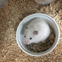 シリアンハムスター親子  里親さん募集中