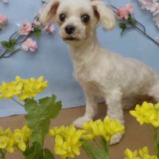 ブリーダー廃業現場の子をレスキューしました