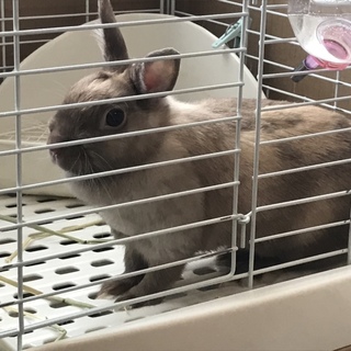 1歳半  ネザーランド ドワーフ 里親募集