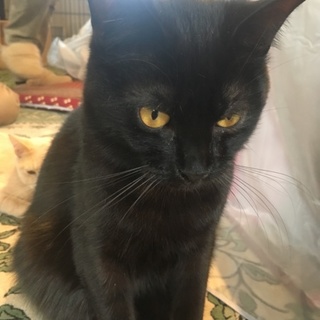 甘えん坊の黒猫くん（トライアル予定）