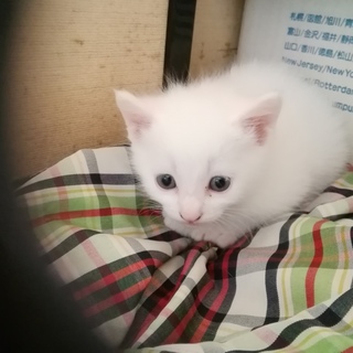 里親さん募集