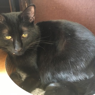 尻尾が180度曲がったやんちゃ黒猫