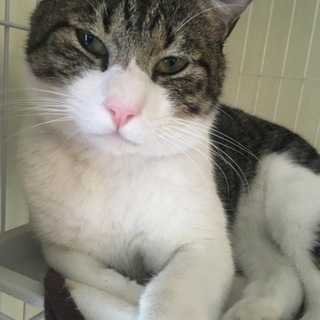 とても賢いハンサム猫（トライアル中）