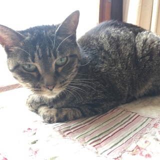 おとなしいキジトラ猫