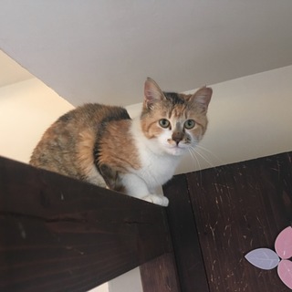 ぶちのかわいい三毛猫