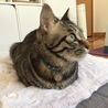 お気に入りのブランケット