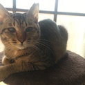 気弱な引っ込み思案のキジトラ猫（トライアル予定）