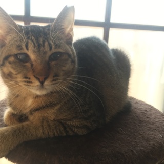 気弱な引っ込み思案のキジトラ猫（トライアル予定）
