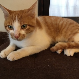 わんぱくざかりの茶白ハチワレぶち猫トライアル中