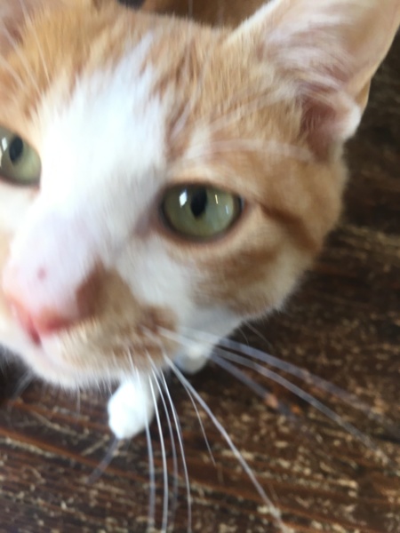 わんぱくざかりの茶白ハチ 愛知県 猫の里親募集 2907 ペットのおうち 月間利用者150万人