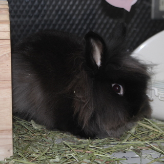 ライオンヘッドの可愛い子です！！