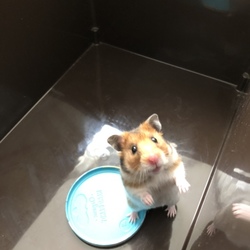 巣箱をお掃除中