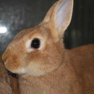 ネザーランドドアーフの女の子です。