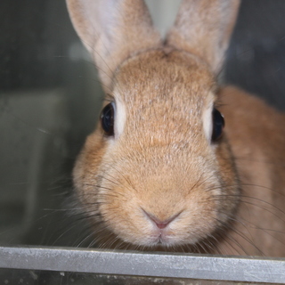 ネザーランドドアーフの女の子です。