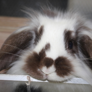 アメリカンファジーロップの女の子です。