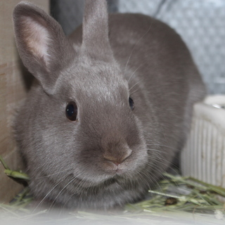 ネザーランドドアーフの女の子です。