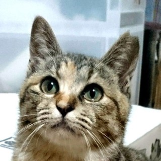 お利口人懐こいキジトラ女の子キナちゃん17年夏生れ